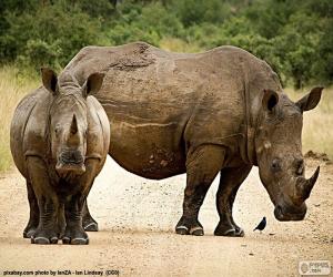 пазл Два носороги
